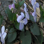 19usd Ngryise 2000Pcs A Set  Viola grypoceras seed