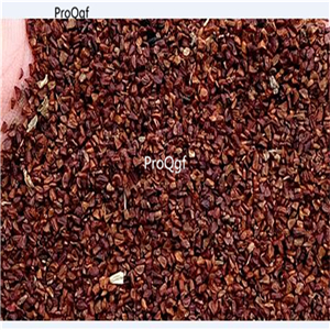 19usd Ngryise 2000Pcs A Set  Viola grypoceras seed