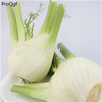 19usd Ngryise 6000Pcs A Set  Foeniculum vulgare  seed