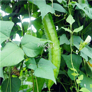 19usd ngryise 100pcs Psophocarpus tetragonolobus seed