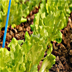19usd Ngryise 500Pcs A Set  Lactuca sativa seed