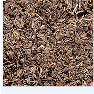 19usd Ngryise 500Pcs A Set  Lactuca sativa seed
