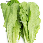 19usd Ngryise 5000Pcs A Set  roman lettuce seed