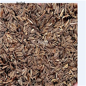 19usd Ngryise 5000Pcs A Set  roman lettuce seed