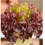 19usd Ngryise 5000Pcs A Set red lettuce seed
