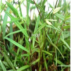 19usd ngryise 500pcs Arisaema erubescens seed