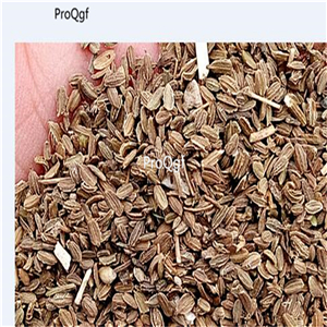 19usd Ngryise 5000Pcs A Set mini finger shape carrot seed