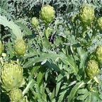 19usd Ngryise 50Pcs A Set Cynarascolymus  seed