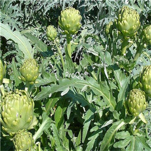 19usd Ngryise 50Pcs A Set Cynarascolymus  seed