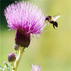 19usd ngryise 500pcs Silybum marianum  seed
