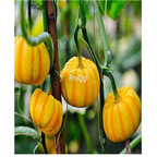 19usd Ngryise 500Pcs A Set mini yellow pumpkin seed