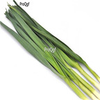 19usd Ngryise 6000Pcs A Set  Allium sativum  seed