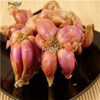 19usd Ngryise 6000Pcs A Set Allium fistulosum  caespitosum Makino  seed