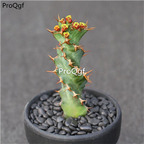 19usd ngryise 2pcs Euphorbia tortirama plant