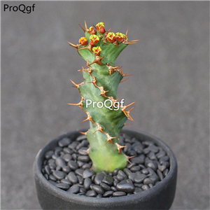 19usd ngryise 2pcs Euphorbia tortirama plant