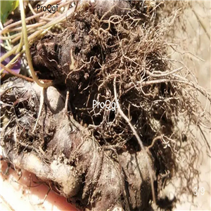 39usd Ngryise 3Pcs A Set Semiaquilegia adoxoides bulb