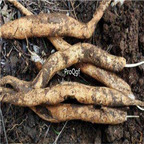 39usd Ngryise 3Pcs A Set Stemona japonica bulb