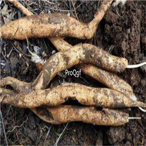 39usd Ngryise 3Pcs A Set Stemona japonica bulb
