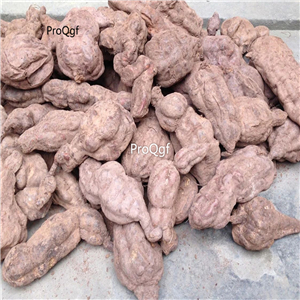 39usd ngryise 1pcs Fallopia multiflora bulb
