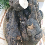 29usd Ngryise 1Pcs A Set  polyporus bulb