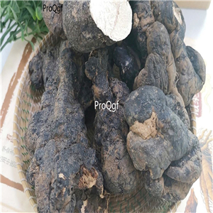 29usd Ngryise 1Pcs A Set  polyporus bulb