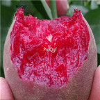 19usd Ngryise 5Pcs A Set blood peach seed