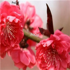19usd Ngryise 30Pcs A Set Prunus persica Atropurpurea seed