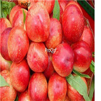 19usd ngryise 5pcs Prunus persica nectarina seed
