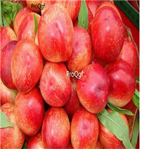 19usd ngryise 5pcs Prunus persica nectarina seed