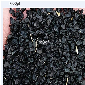 19usd Ngryise 100Pcs A Set purple onion seed