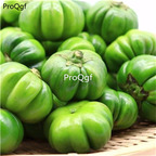 19usd Ngryise 200Pcs A Set Solanum dulcamara seed