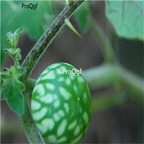 19usd Ngryise 500Pcs A Set Solanum indicum seed