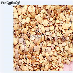 19usd Ngryise 500Pcs A Set Solanum indicum seed