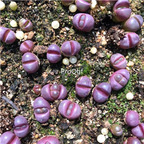 16usd Ngryise 5Pcs A Set stone flower optica Rubra plant