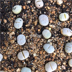 18usd ngryise 5pcs ruschiorum plant