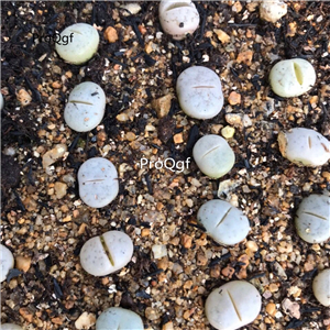 18usd ngryise 5pcs ruschiorum plant