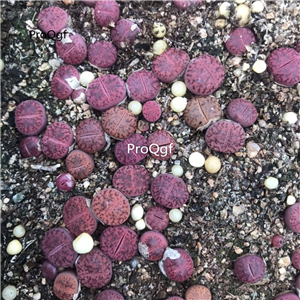 18usd Ngryise 5Pcs A Set c393a zishiliu plant