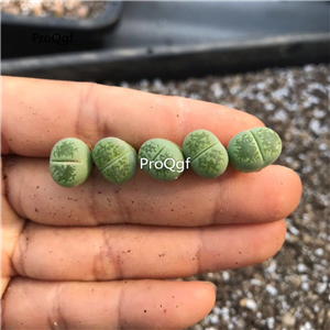 18usd Ngryise 5Pcs A Set green lvfulai stone flower plant