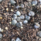 18usd ngryise 5pcs werneri c188 plant