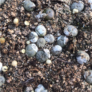 18usd ngryise 5pcs werneri c188 plant