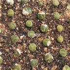 18usd Ngryise 5Pcs A Set lvzixun stone flower plant