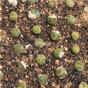 18usd Ngryise 5Pcs A Set lvzixun stone flower plant
