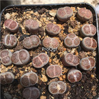 25usd Ngryise 5Pcs A Set juwenzhang stone flower plant