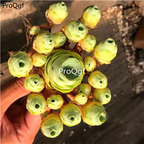 18usd Ngryise 1 Set Greenovia 8 head plant