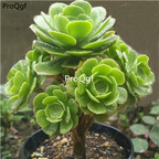 18usd Ngryise 1 Set lvyangrong succulent plant
