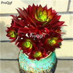18usd ngryise 1pcs Aeonium Phoenix Flame plant