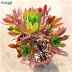 29usd ngryise 1pcs Aeonium Black Magic plant