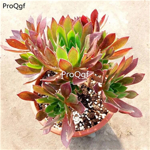 29usd ngryise 1pcs Aeonium Black Magic plant