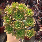 29usd ngryise 1pcs Aeonium Bronze Medal plant