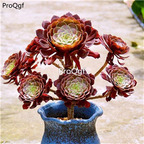 29usd ngryise 1pcs Aeonium tonghu plant